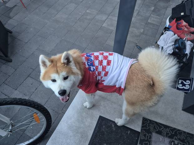 ŠAPE GORE! Ovako navijaju za repku ljubimci naših čitatelja