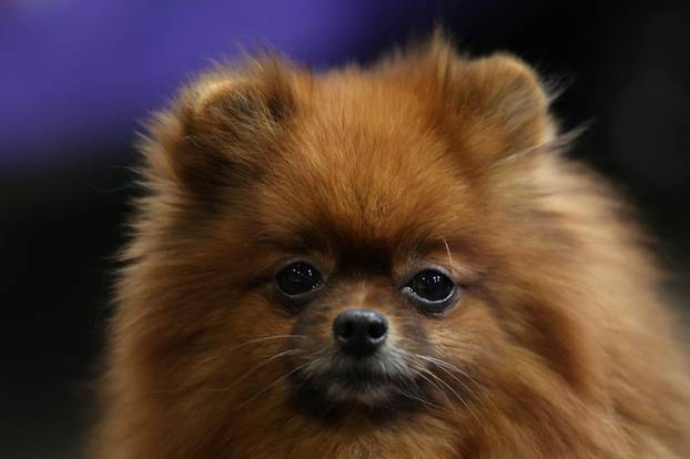 A Pomeranian attends the second day of Crufts dog show in Birmingham