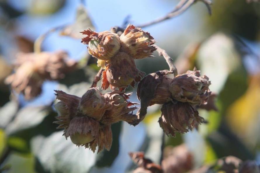 Marijan Sušenj/PIXSELL