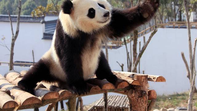 Waving Panda