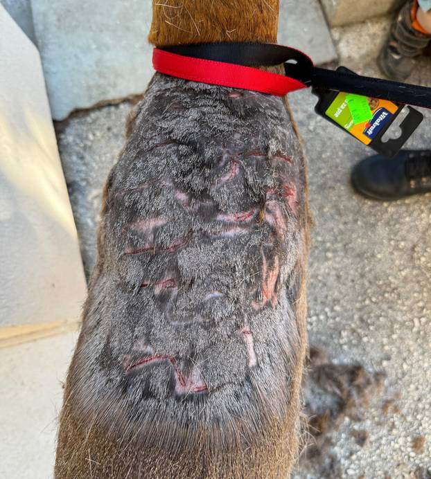 GALERIJA Psi izgrizli srnu u Zadru, veterinari su je zbrinuli: Možda će trebati na operaciju