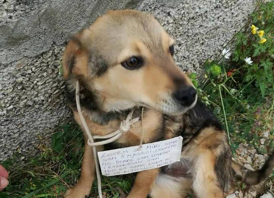 Sramota u Primoštenu: Psića ostavili s ceduljicom oko vrata