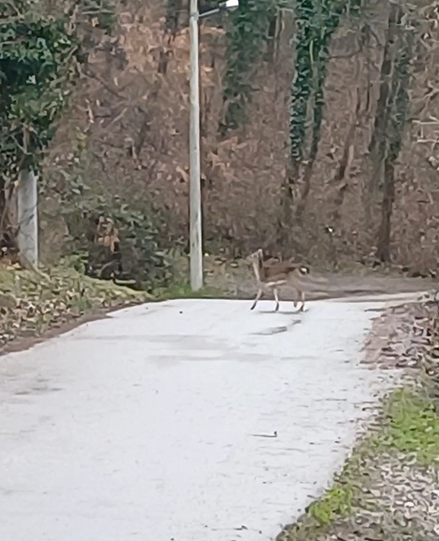 VIDEO Zagrepčanin u šoku: Dva metra od mene stajao je jelen. A onda je prošla albino košuta