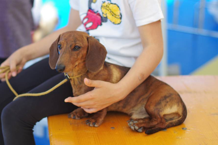 Pseći show: Američki golokoži u ringu s moskovskim čuvarom