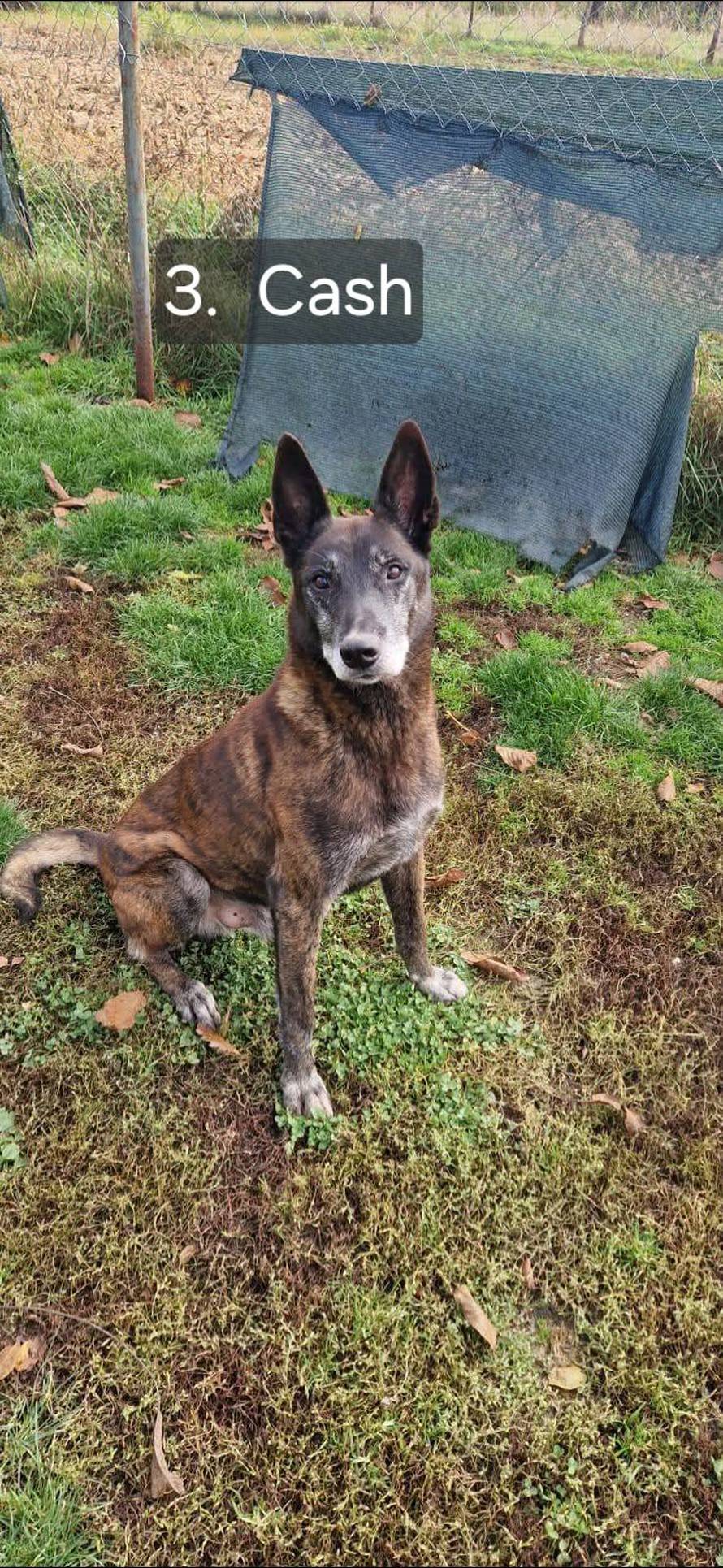 FOTO Sretan kraj priče o psima koji su razminiravali Hrvatsku: Svi su dobili svoje nove obitelji