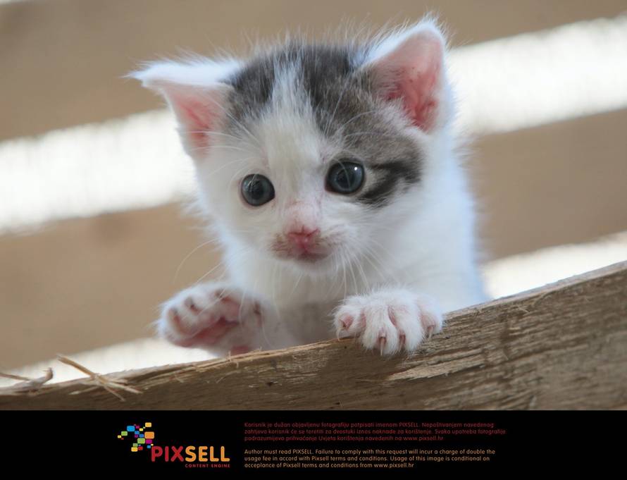 Pixsell