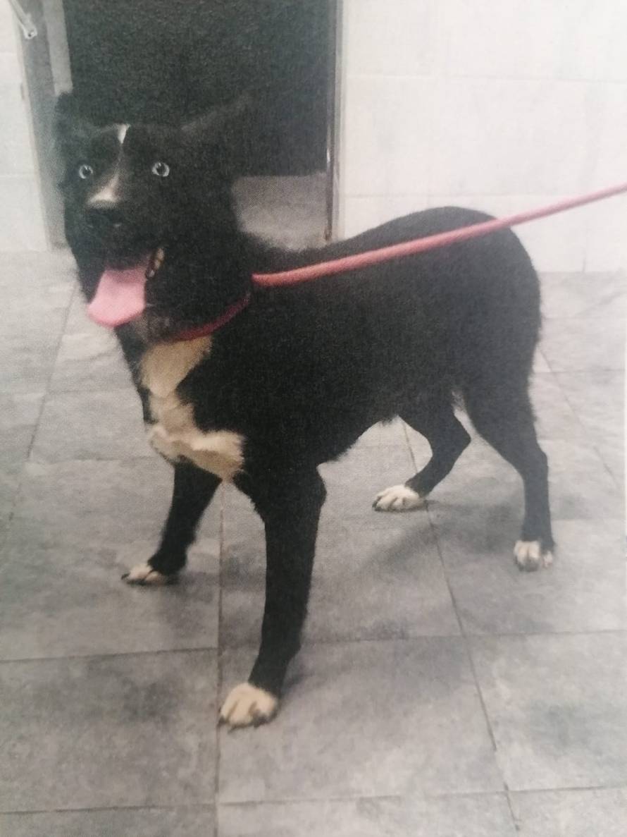 I ljubimci stradali u potresu sada trebaju krov nad glavom