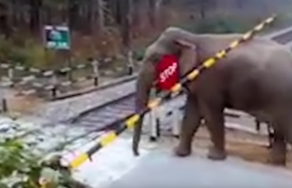 Probio željezničke rampe: Ovaj slon nije čekao da vlak prođe...