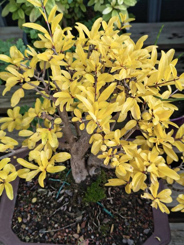 FOTO Zoran je na krovu zgrade u Zagrebu napravio zelenu oazu: 'Tu sadimo biljke, družimo se...'