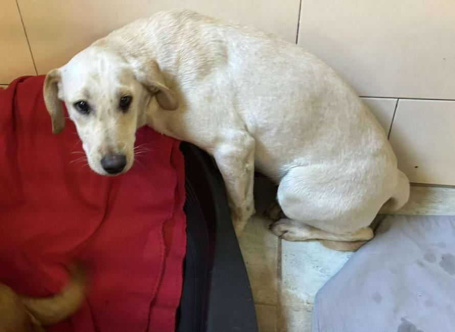 Iz romskog naselja u Međimurju spasili 37 pasa: 'Bez nadzora tu lutaju, a mačke ni ne prežive...'