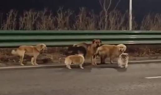 VIDEO KAKVA ODANOST &Ccaron;opor pasa pre&scaron;ao 17 km da se vrati ku&cacute;i: 'Pobjegli su otmi&ccaron;arima'