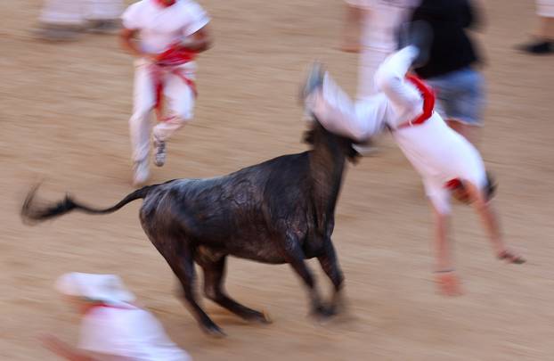 A reveller is tossed by a wild cow at the bullring