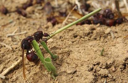 Tragedija u školi: Dječak (12) umro od ugriza crvenih mrava