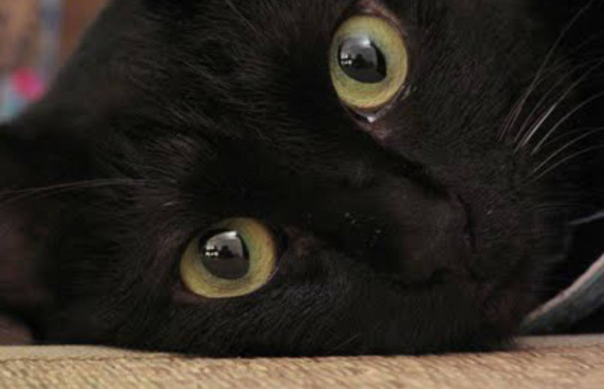 Žrtve stereotipa: Crne mace i psi na 'crnoj udomiteljskoj listi' 