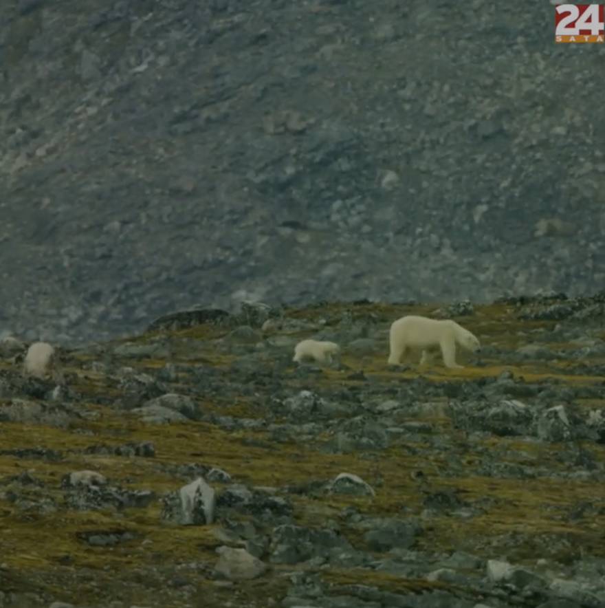 Zbog klimatskih promjena na Aljaski se pojavila nova vrsta medvjeda