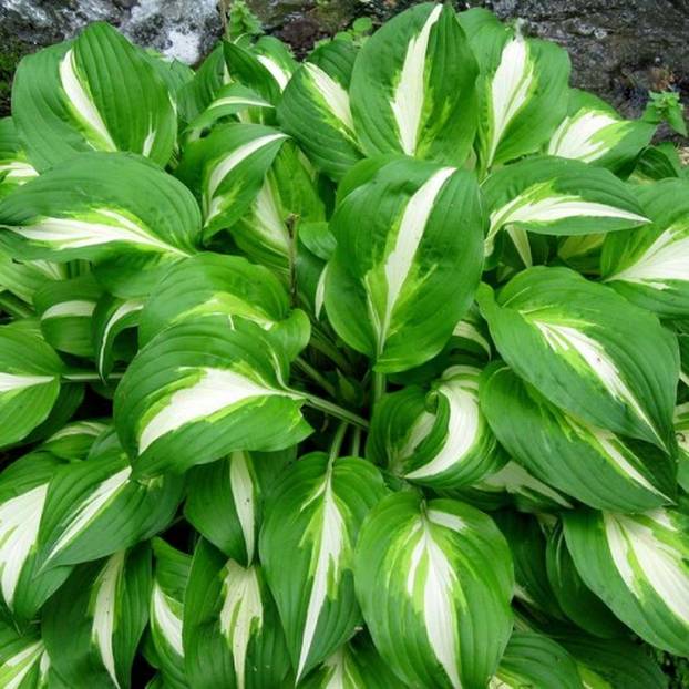 FOTO Najljepše balkonsko cvijeće koje je lako održavati