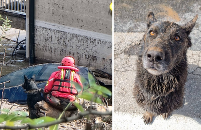 FOTO Ovo je naša Zara. Pomaže u Jablanici, traži nestale: 'Ona može zamijeniti i 30 spasilaca'