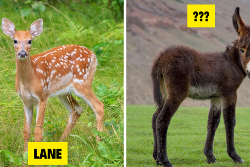 KVIZ: Kako se naziva mladun&ccaron;ad ovih 7/7 &zcaron;ivotinja?