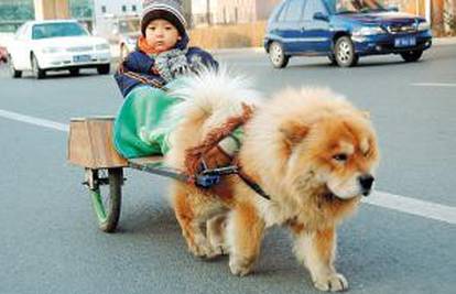Pas vuče kolica s djetetom ulicama kineskoga grada   