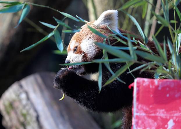 Tradicionalno darivanje životinja u zagrebačkom zoološkom vrtu na Štefanje