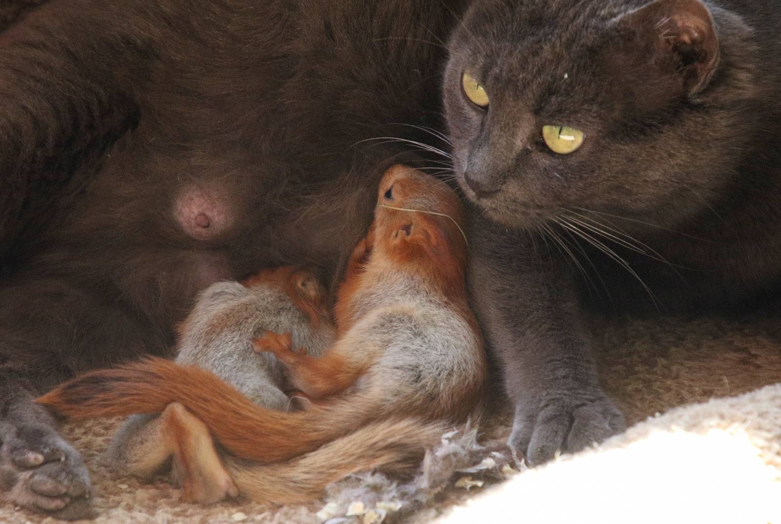 Pusha the cat feeds baby squirrels in Bakhchisaray