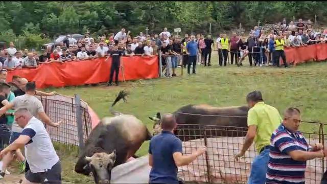 VIDEO Dva bika podivljala na bikijadi kod Splita, jedan probo čovjeka kroz prepone u trbuh