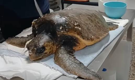 FOTO U pulskom Aquariumu spasili glavatu želvu: 'Bila je okovana algama i rakovima'