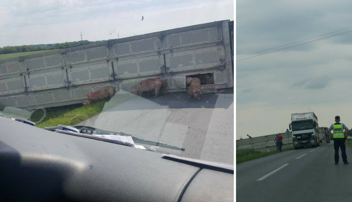 Kao u hororu: Svinje skičale i bježale iz prevrnutoga kamiona