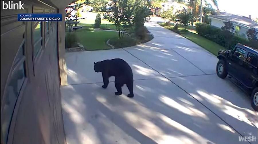 VIDEO Tronogi medvjed im upao na terasu: 'Ukrao nam je pivo!'