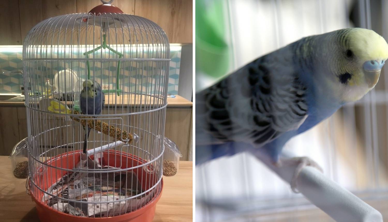 Traži se vlasnik papigice: Puno jede, puno pjevuši i hoće doma