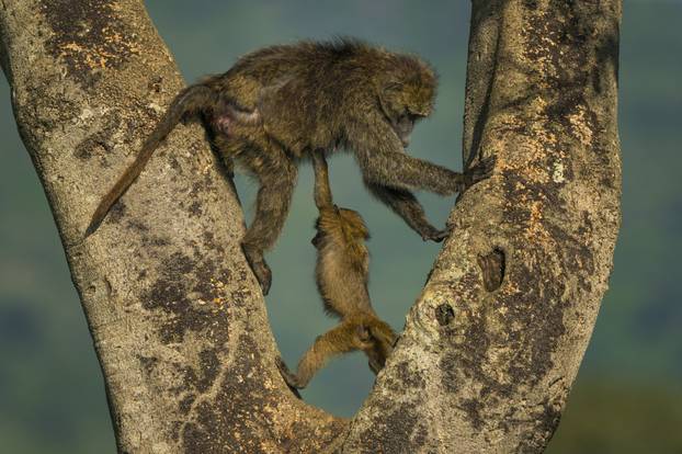 FOTO Skroz su smiješne: Žirafe imaju frizuru, leopard radi stoj, medvjedi umiru od smijeha...