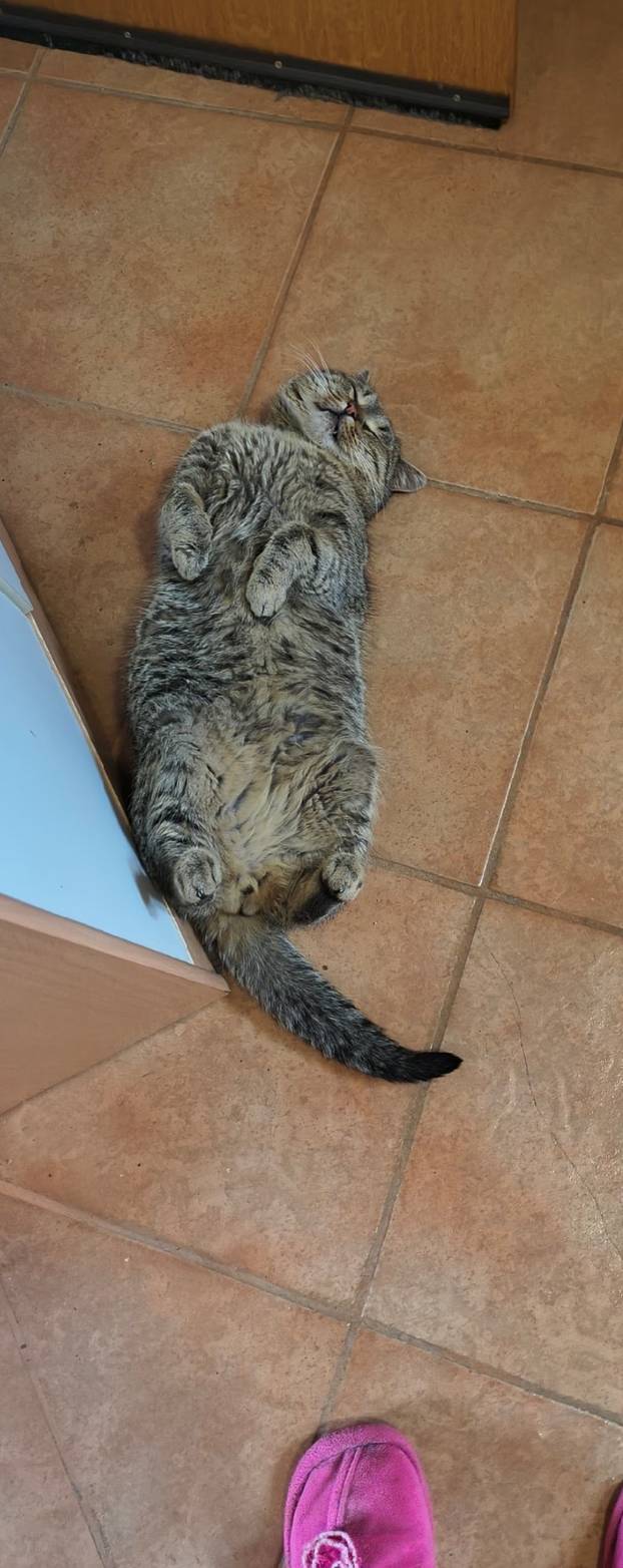 SUPER FOTKE vaših ljubimaca! Neki bi mogli biti viralni hit, ali svi su jednostavno neodoljivi