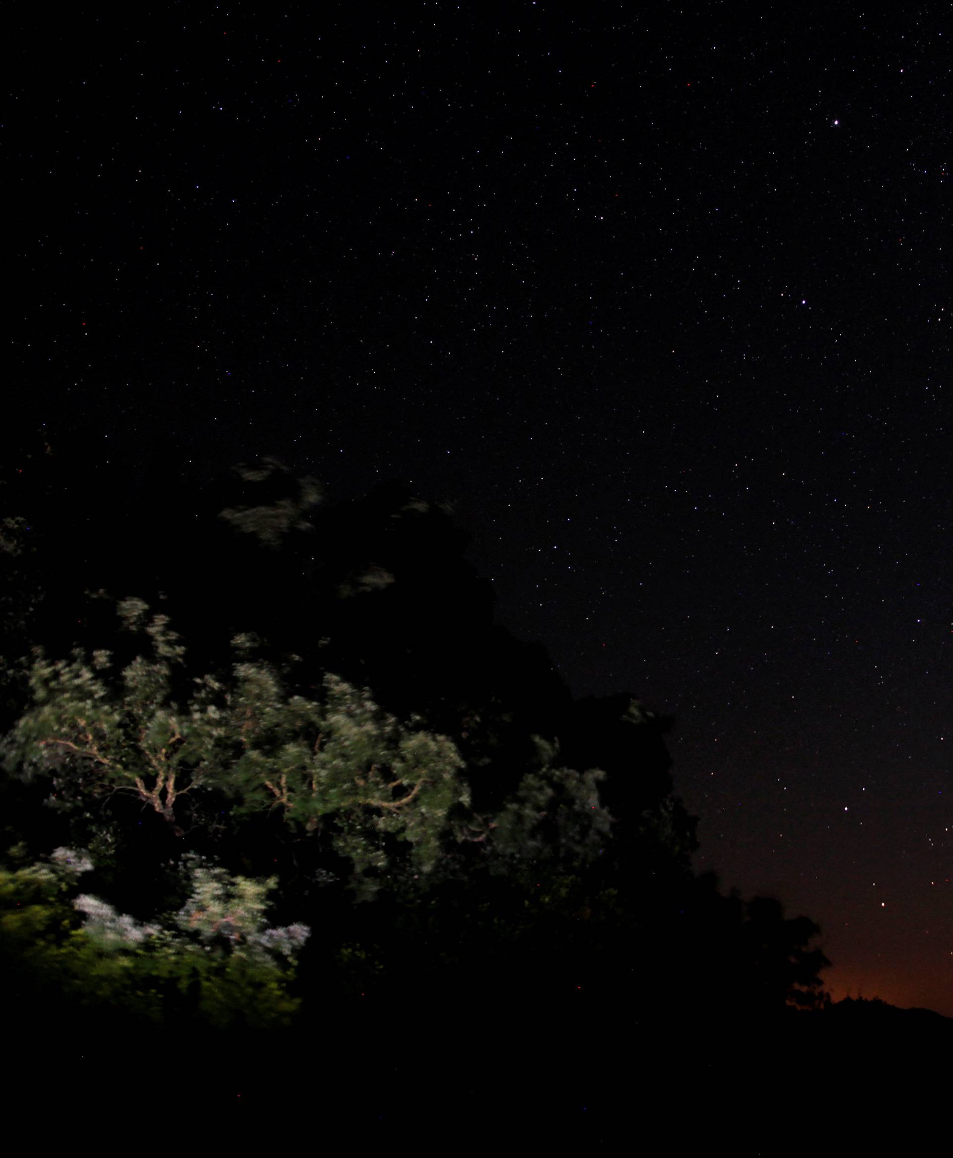 A meteor streaks past stars in the night sky above trees in the Los Alcornocales (cork oak forests) nature park, during the Perseid meteor shower in the ancient village of La Sauceda, near Cortes de la Frontera