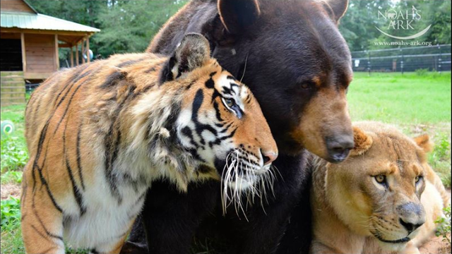 Lav, tigar i medo: Nerazdvojni od kad su zajedno prošli pakao