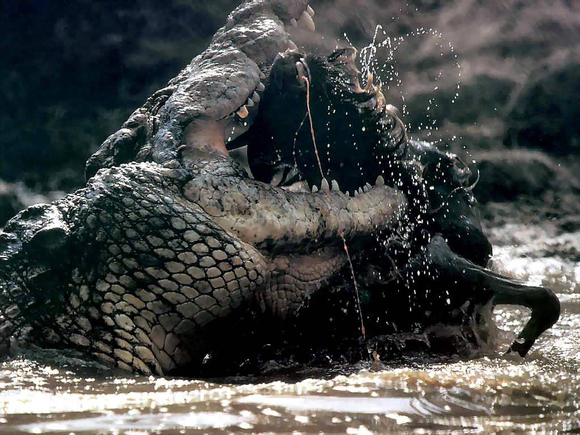 Shaman Eaten By Crocodile