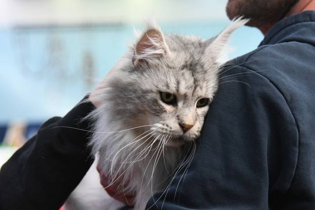 Bjelovar: Međunarodna izložba pasminskih mačaka u organizaciji Saveza felinoloških društava Hrvatske