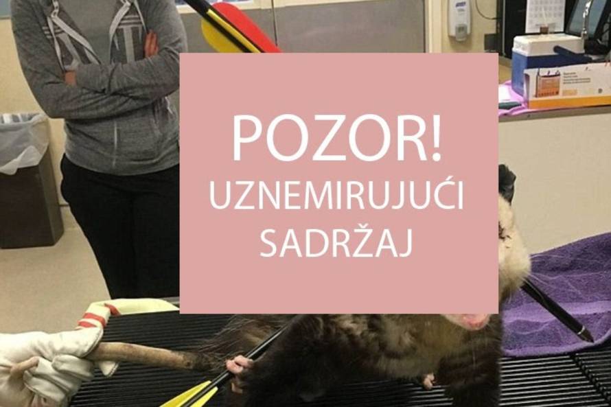 Facebook/Riverside County Animal Services