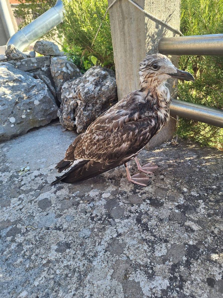 Veterinarka primijetila da nešto nije u redu s galebom. Nećete vjerovati što je progutao
