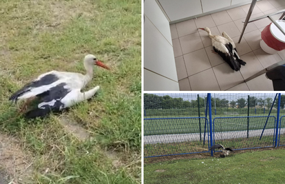 FOTO Zagrebački ZOO spasio je bijelu rodu zapetljanu u mreži na Jakuševcu: 'Roda u nevolji!'