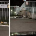 VIDEO Ogroman vepar na Sljemenu šokirao ljude: 'Ma to je zakamuflirani nosorog...'