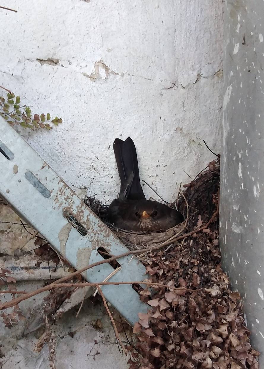 Obitelj kosova udomaćila se u Botaničkom vrtu u Zagrebu: U stakleniku su napravili gnijezdo