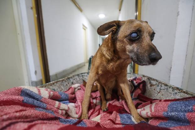 24SATA Zagreb: Ivica Penić i pas Bobi