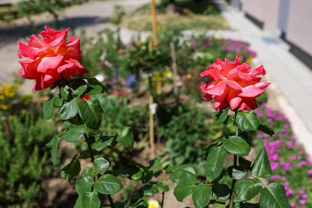 Zagreb: Jasenka Marija Kaštelan ima najljepši vrt na balkonu i ispred zgrade 