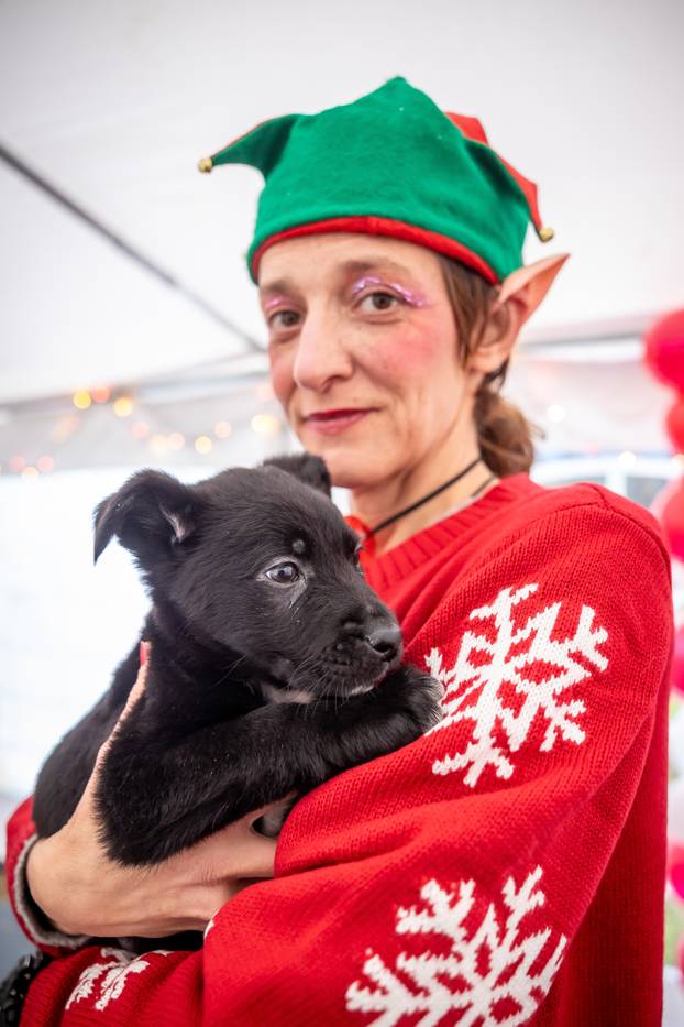 I psići vole advent: Preslatke fotke štenaca koji traže dom