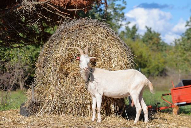 Vodnjan: Za Naj kozu 2025. godine izabrana je koza Jelena, vlasnika Mattea Muškovića 