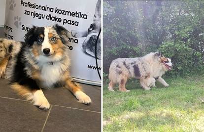 Jeste li ih vidjeli? U Horvatima nestala dva psa, vlasnica nudi nagradu nalaznicima