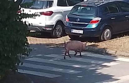 Ljudi kraj Poreča ostali u čudu. U mjestu se pojavile svinje: 'Prelazile su preko zebre...'