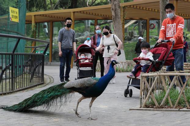 Visitors wearing face masks are seen at Wuhan Zoo on its first day of reopening in Wuhan