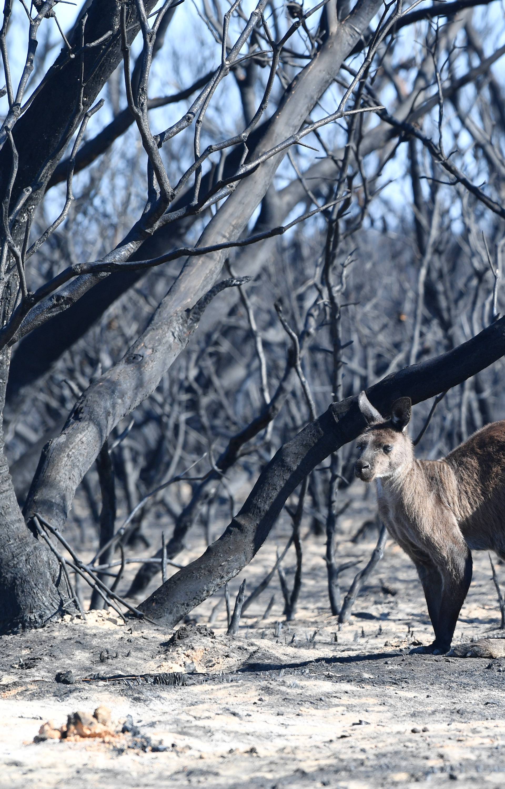 Prizori nakon požara iz Australije