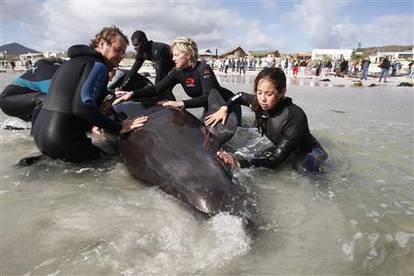 Na plaži u Cape Townu se nasukalo čak 55 kitova